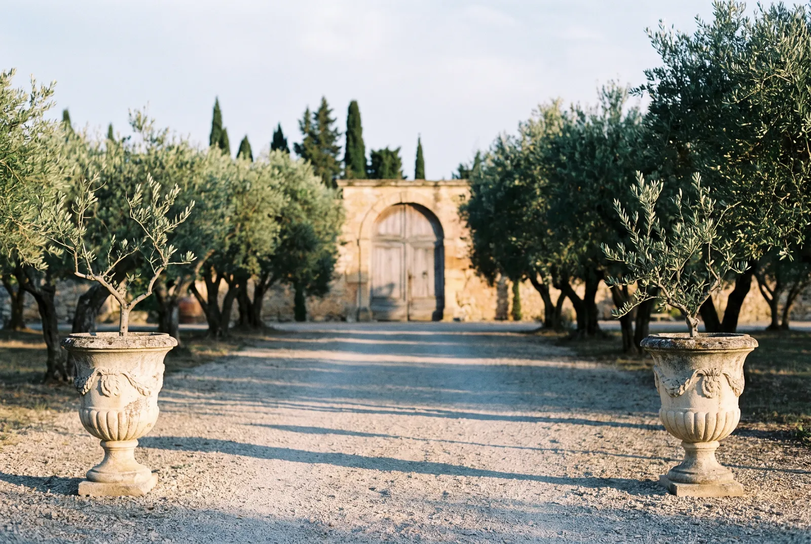 Rows of lavender and cypress in the low light of a Provencal evening